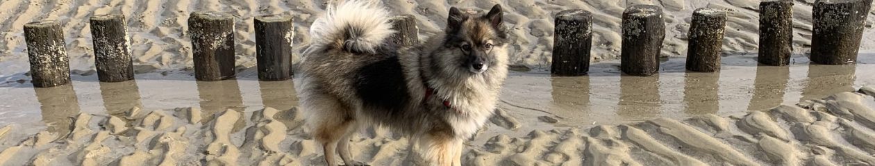 Keeshond Wolfsgrijs en Keeshond Middenslag   op'n Spits Terpje